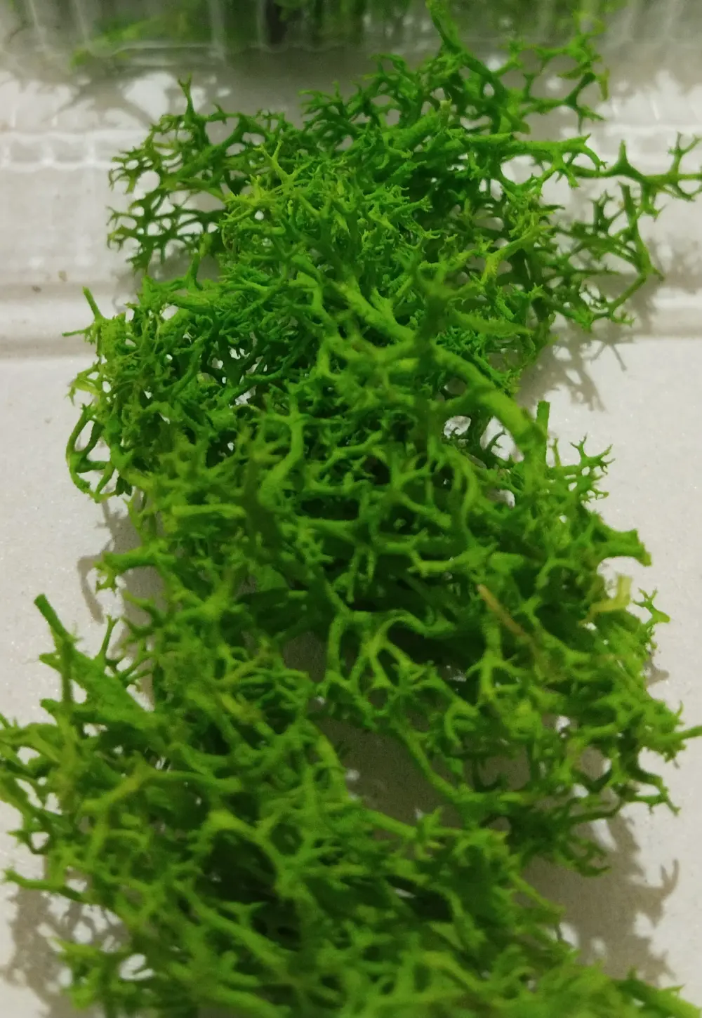 GREEN MOSS LIGHT GREEN